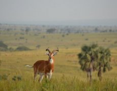Okruh Ugandou a horské gorily