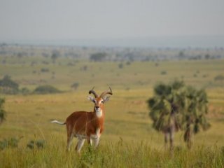 Okruh Ugandou a horské gorily