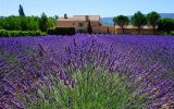 Katalog zájezdů - Francie, Levandulová Provence plná barev a vůní