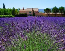 Levandulová Provence plná barev a vůní