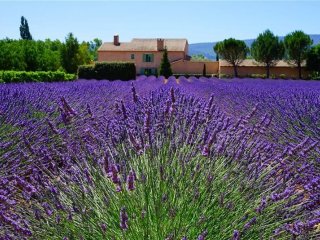 Levandulová Provence plná barev a vůní