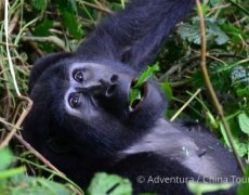 Uganda – zelená perla Afriky