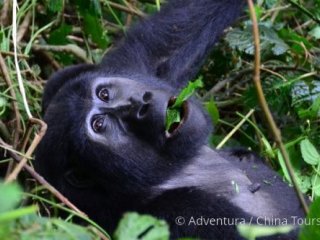 Uganda – zelená perla Afriky