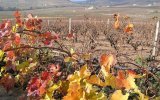Beaujolais a Burgundsko, kláštery a slavnost vína