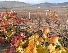 Beaujolais a Burgundsko, kláštery a slavnost vína