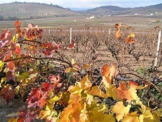 Beaujolais a Burgundsko, kláštery a slavnost vína