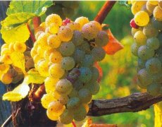 Slovinsko - přírodní krásy, památky i koupání v lázních