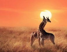 Safari v Tanzanii a exotický Zanzibar