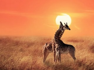 Safari v Tanzanii a exotický Zanzibar