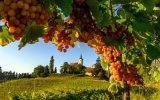 Ze slovinského Toskánska k vinicím u Jadranu