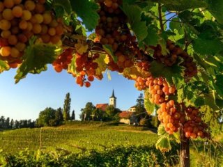 Ze slovinského Toskánska k vinicím u Jadranu