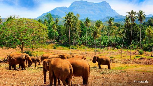 Napříč Srí Lankou