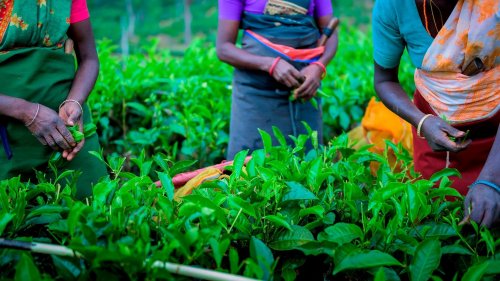 Napříč Srí Lankou