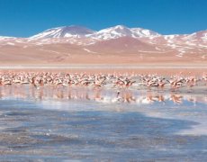 Chile a Bolívie - cesta pouští a solnou plání