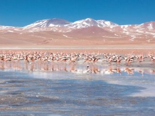 Chile a Bolívie - cesta pouští a solnou plání