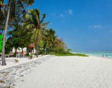 COCONUT TREE HULHUVILLA BEACH 3