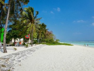 COCONUT TREE HULHUVILLA BEACH 3