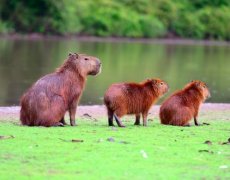 Brazilské safari (Rio, Iguazú, Amazonie a Pantanal)