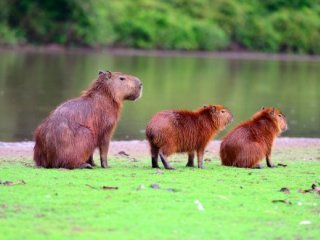 Brazilské safari (Rio, Iguazú, Amazonie a Pantanal)