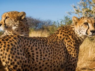 JAR - Namibie - Botswana - Zimbabwe - Vodopády a safari