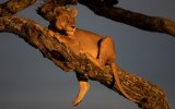 Katalog zájezdů, Outdoorová Uganda - Horské gorily i ráj ptáků