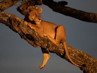 Outdoorová Uganda - Horské gorily i ráj ptáků
