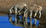 To nejlepší z Namibie - Země barev, pouště i bohaté safari