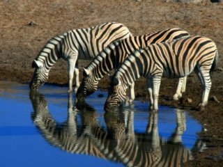 To nejlepší z Namibie - Země barev, pouště i bohaté safari