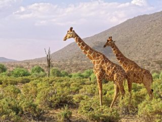 Keňa - safari s českým průvodcem