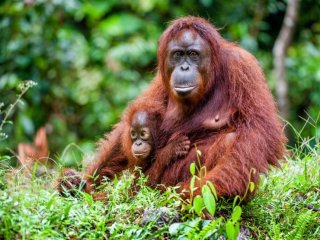 Malajsie, Borneo - dobrodružná cesta za přírodou a zvířaty Sarawaku a Sabahu