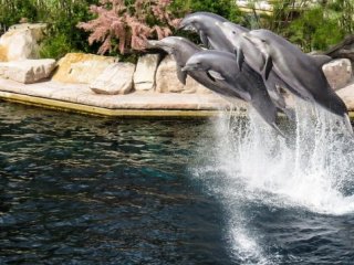 Německý LEGOLAND® a norimberská zoo s delfináriem