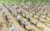Jarní Morava a Mandloňové Sady – Hustopeče
