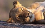 Katalog zájezdů - Jihoafrická republika, Náklaďákem na safari do Krugerova národního parku