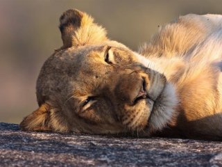 Náklaďákem na safari do Krugerova národního parku