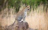Botswana - Zimbabwe - Safari srdcem africké divočiny