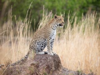 Botswana - Zimbabwe - Safari srdcem africké divočiny