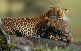 Keňa nejen pro 60+ - Safari v nejkrásnějších parcích a odpočinek u moře