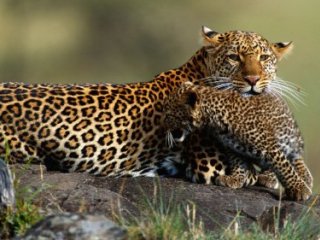 Keňa nejen pro 60+ - Safari v nejkrásnějších parcích a odpočinek u moře