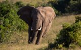 Katalog zájezdů - Jihoafrická republika, JIHOAFRICKÁ REPUBLIKA - OD ANTILOPY PO ZEBRU