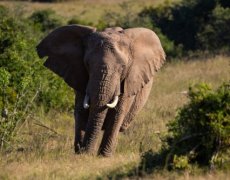 JIHOAFRICKÁ REPUBLIKA - OD ANTILOPY PO ZEBRU