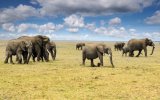 Zážitková Tanzánie - Zanzibar - Šestidenní safari i odpočinek u moře