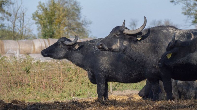 KAROS SPA - Zalakaros