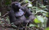 Katalog zájezdů - Gabon, Gabon - Expedice do nitra Afriky