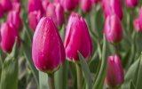 Holandsko - Velikonoce a Tulipány