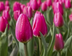 Holandsko - Velikonoce a Tulipány