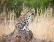 Botswana - Zimbabwe - Safari srdcem africké divočiny