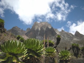 Uganda - Ruwenzori - horské gorily - Divoké hory v srdci Afriky