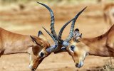 Ve stínu Kilimanjara - Dovolená na safari v Keni a pobyt u moře - český průvodce