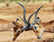 Ve stínu Kilimanjara - Dovolená na safari v Keni a pobyt u moře - český průvodce