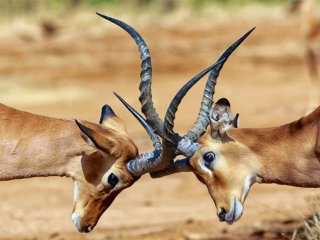 Ve stínu Kilimanjara - safari v Keni s českým průvodcem